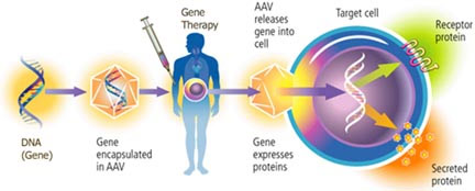 Amyotrophic lateral sclerosis